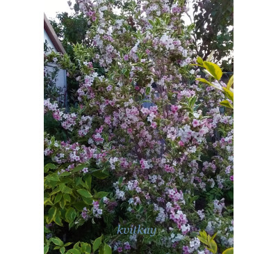 Вейгела квітуча варієгата (Weigela florida Variegata)
